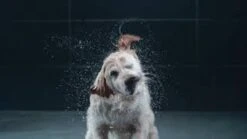 GROHE Euphoria SmartControl 310 Regendouche - CoolTouch - FastFixation - ø 31 Cm - Chroom -Mooie Badkamer 1200x675 40